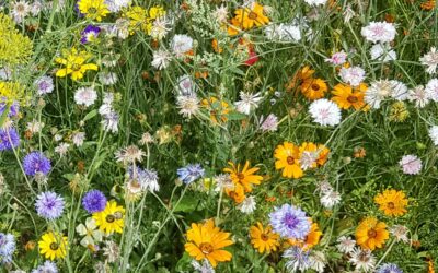 Wild About Meadows Workshop at the Homestead – with Jan Hoyland